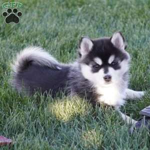 Mia, Pomsky Puppy