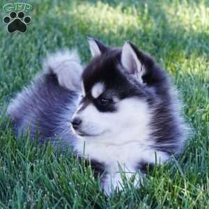 Mia, Pomsky Puppy