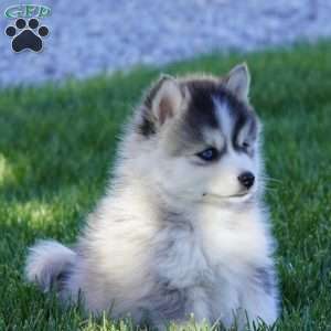 Max, Pomsky Puppy