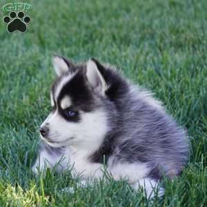 Maverick, Pomsky Puppy