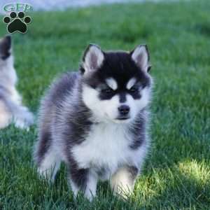 Mia, Pomsky Puppy