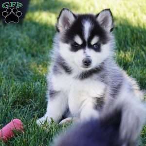 Maverick, Pomsky Puppy