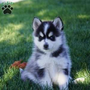 Maverick, Pomsky Puppy