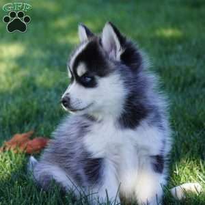 Maverick, Pomsky Puppy