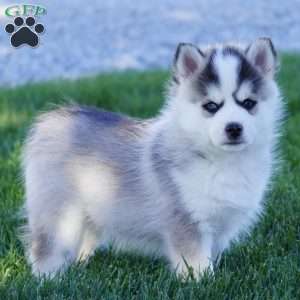 Malcom, Pomsky Puppy