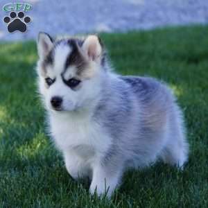 Malcom, Pomsky Puppy