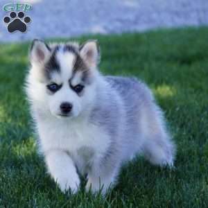 Malcom, Pomsky Puppy