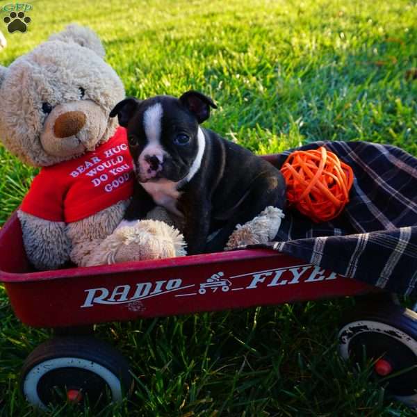 Mac, Boston Terrier Puppy