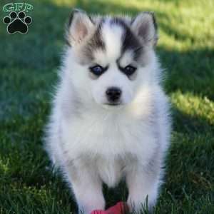 Malcom, Pomsky Puppy