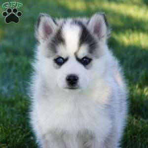 Malcom, Pomsky Puppy