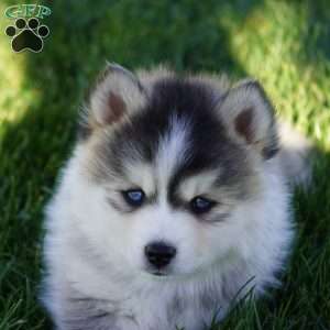 Max, Pomsky Puppy