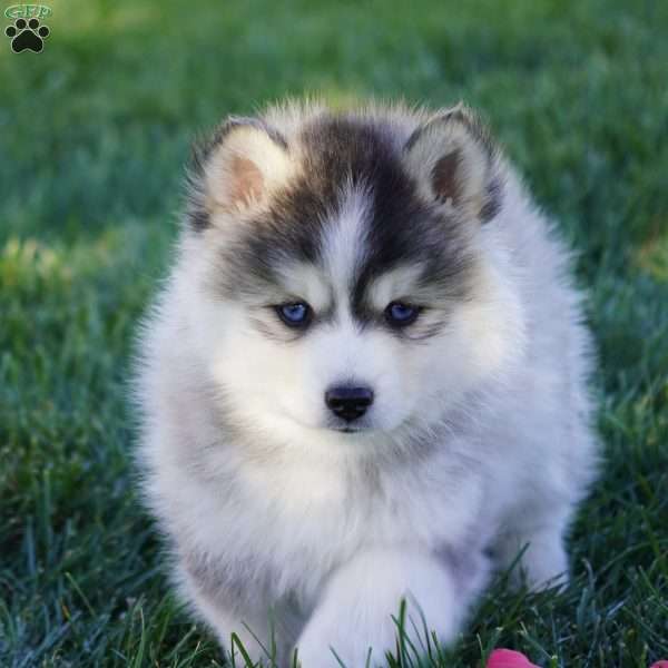 Max, Pomsky Puppy