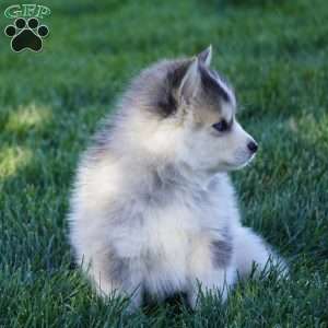 Max, Pomsky Puppy