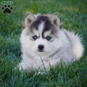 Max, Pomsky Puppy