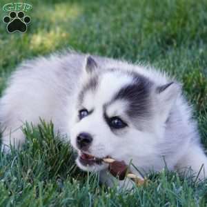 Malcom, Pomsky Puppy