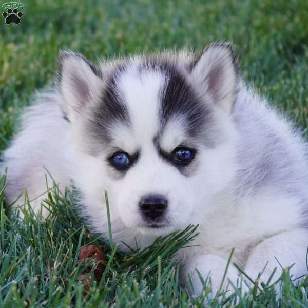 Malcom, Pomsky Puppy