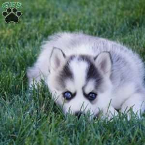 Malcom, Pomsky Puppy