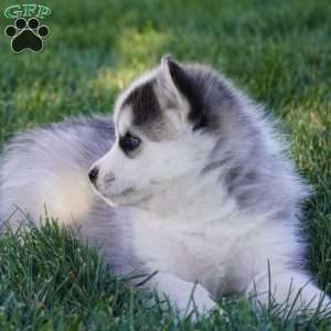 Malcom, Pomsky Puppy