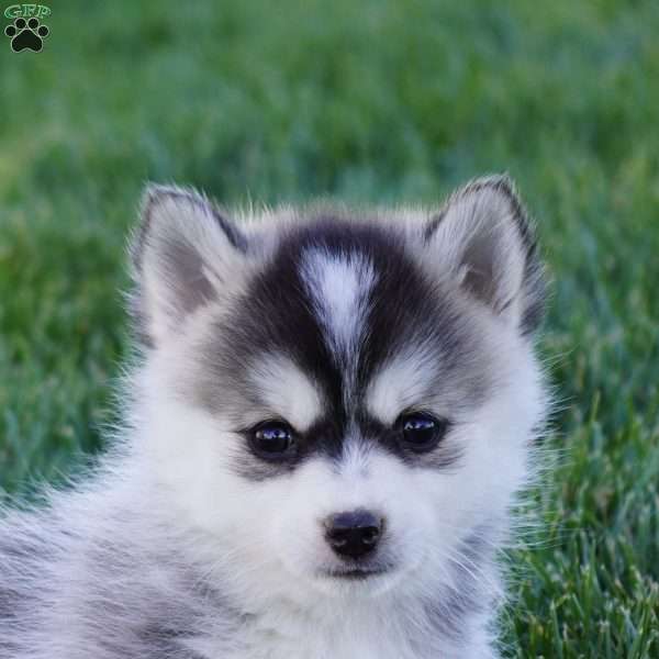 Milo, Pomsky Puppy