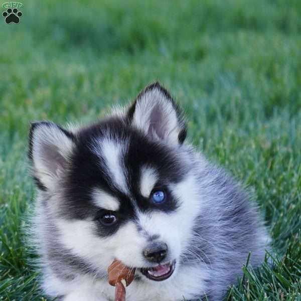 Maverick, Pomsky Puppy