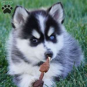 Maverick, Pomsky Puppy