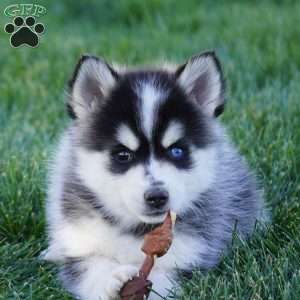 Maverick, Pomsky Puppy