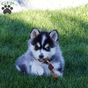 Maverick, Pomsky Puppy