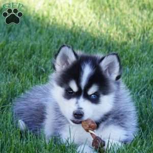 Maverick, Pomsky Puppy