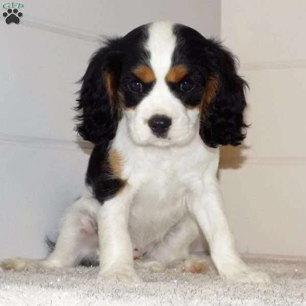 Samson, Cavalier King Charles Spaniel Puppy