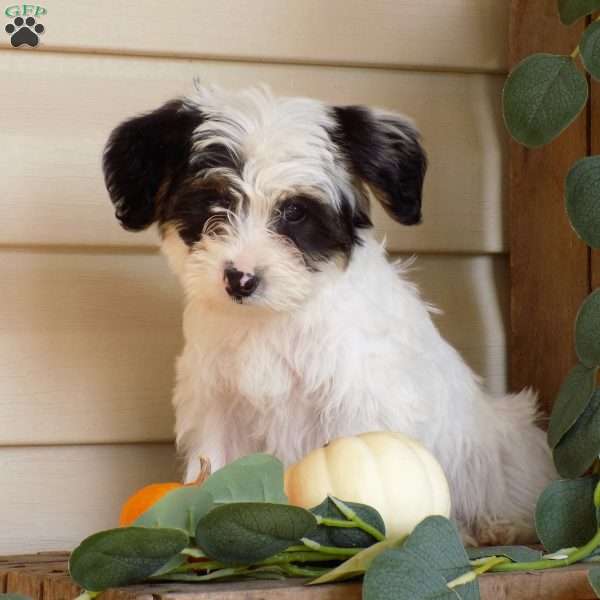 Maverick, Yorkie Poo Puppy