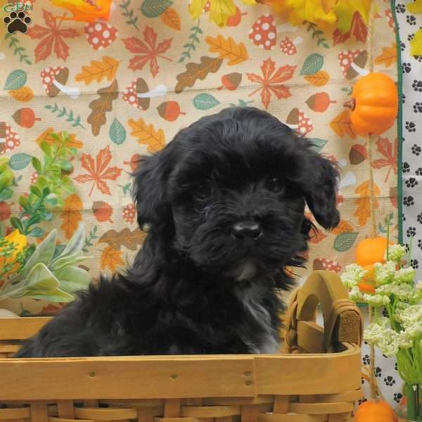 Binky, Shih-Poo Puppy