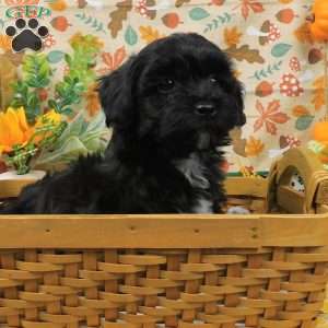 Binky, Shih-Poo Puppy