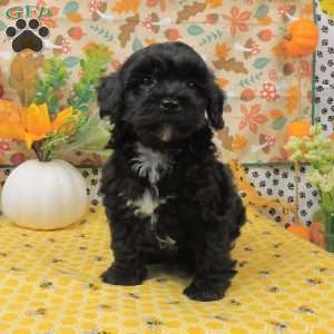 Binky, Shih-Poo Puppy