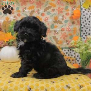 Binky, Shih-Poo Puppy