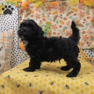 Binky, Shih-Poo Puppy