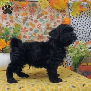 Binky, Shih-Poo Puppy