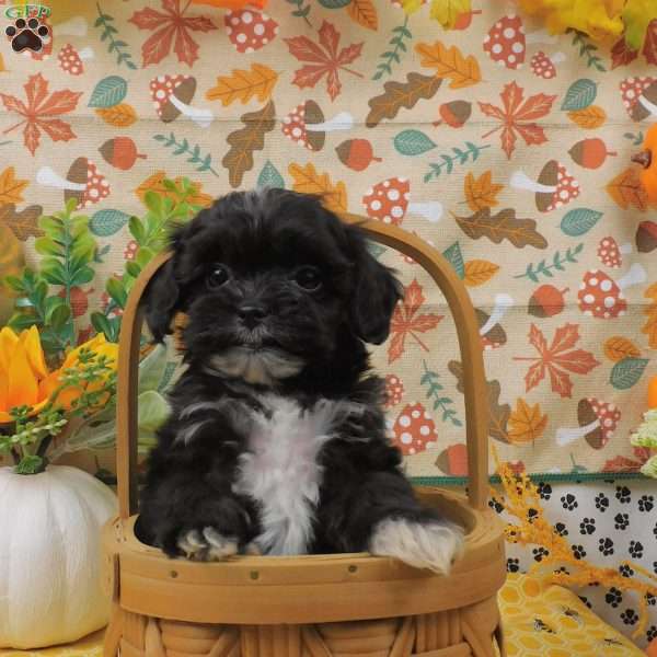 Blaze, Shih-Poo Puppy