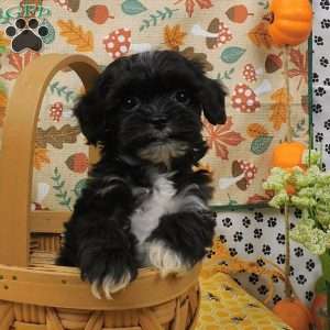 Blaze, Shih-Poo Puppy