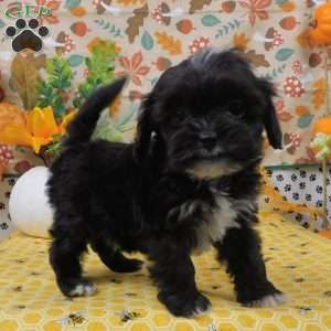 Blaze, Shih-Poo Puppy