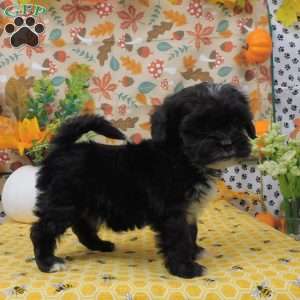 Blaze, Shih-Poo Puppy