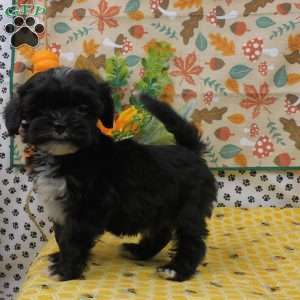 Blaze, Shih-Poo Puppy