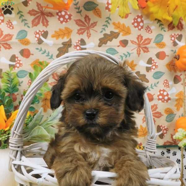 Blitz, Shih-Poo Puppy