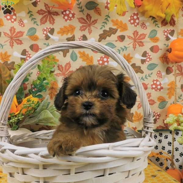 Bo, Shih-Poo Puppy