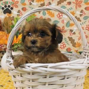 Bo, Shih-Poo Puppy