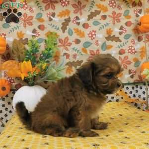 Bo, Shih-Poo Puppy