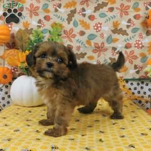 Bo, Shih-Poo Puppy