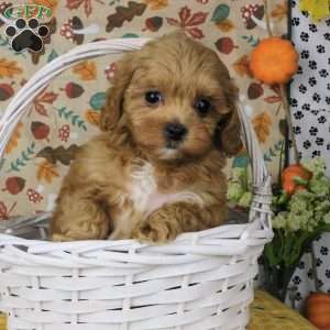 Carson, Lhasa-Poo Puppy