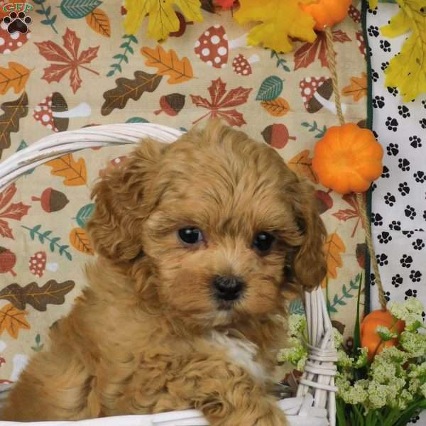 Carson, Lhasa-Poo Puppy