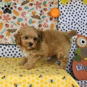 Carson, Lhasa-Poo Puppy