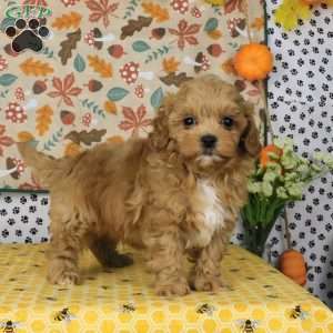 Carson, Lhasa-Poo Puppy